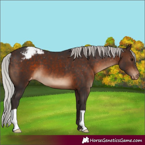 Horse Color:Silver Brown Appaloosa 
