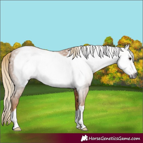 Horse Color:Gray Chestnut Frame 
