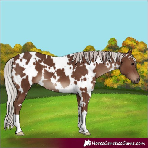 Horse Color:White Spotted Silver Black 