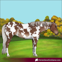 Horse Color:White Spotted Silver Black