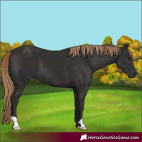 Horse Color:Liver Chestnut 