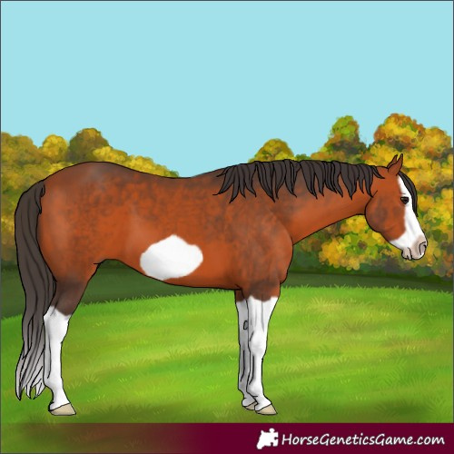 Horse Color:Bay Splash Frame