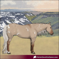 Horse Color:White Spotted Silver Grullo Rabicano