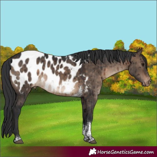 Horse Color:Brown Dun Tobiano Appaloosa Rabicano Brindle 