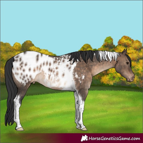 Horse Color:Brown Dun Tobiano Appaloosa Rabicano 