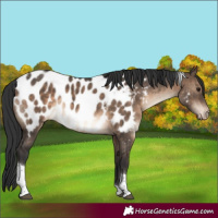 Horse Color:Brown Dun Tobiano Near Leopard Rabicano Brindle 
