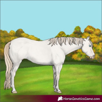Horse Color:Smoky Creme Roan Dun 