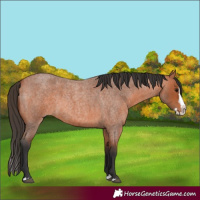Horse Color:Bay Roan Splash 