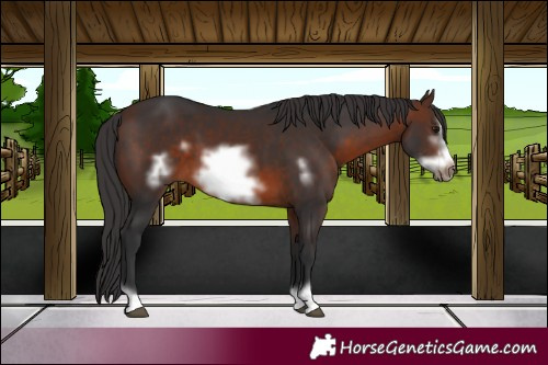 Horse Color:Brown Frame 