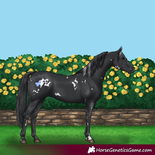 Horse Color:White Spotted Black
