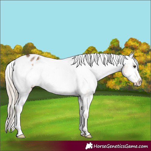 Horse Color:Chocolate Palomino Frame Appaloosa 