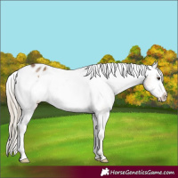 Horse Color:Chocolate Palomino Frame Appaloosa 