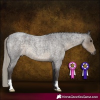 Horse Color:Silver Smoky Blue Roan 