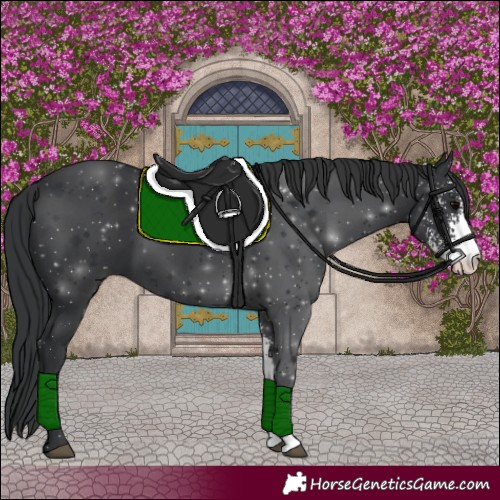 Horse Color:Black Sabino