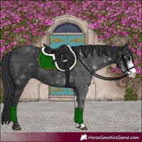 Horse Color:Black Sabino 