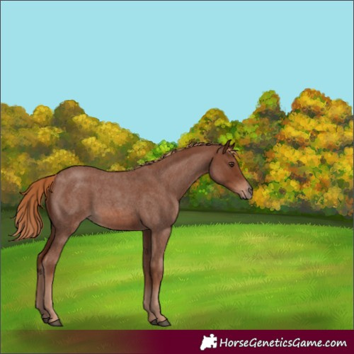 Horse Color:Red Roan 