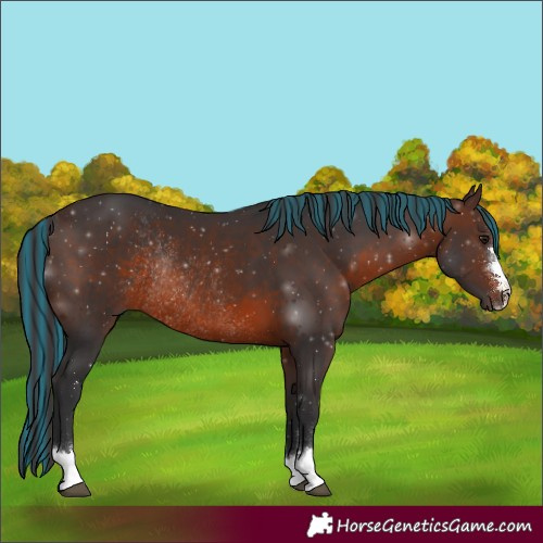Horse Color:Painted Brown Rabicano