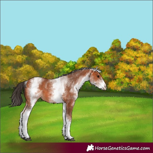 Horse Color:White Spotted Bay 