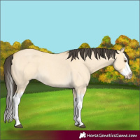 Horse Color:Buckskin Roan Dun Splash 