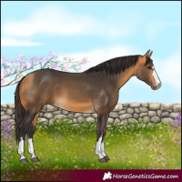 Horse Color:Buckskin 