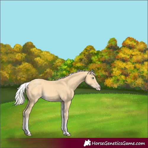 Horse Color:White Spotted Gold Cream Champagne 