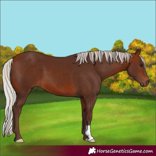 Horse Color:Silver Bay 