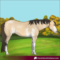 Horse Color:Buckskin Dun Sabino 