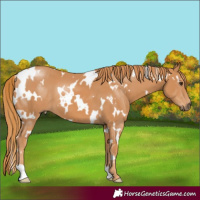 Horse Color:White Spotted Chestnut 