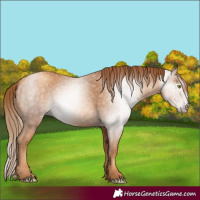 Horse Color:Gray Gold Champagne 
