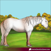 Horse Color:Gray Gold Champagne