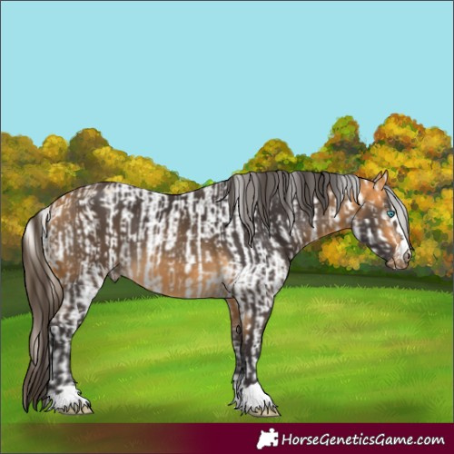 Horse Color:Perlino Dun Appaloosa and Buckskin