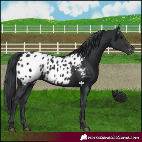Horse Color:Black Appaloosa 