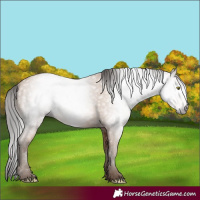 Horse Color:Gray Amber Champagne 