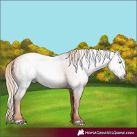 Horse Color:Gray Gold Champagne 