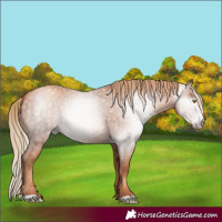 Horse Color:Gray Gold Champagne 