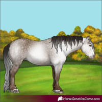 Horse Color:Gray Classic Champagne 