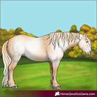 Horse Color:Gray Gold Cream Champagne 