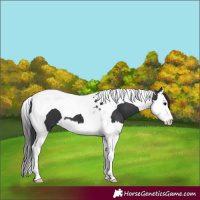Horse Color:Black Splash Tobiano