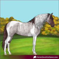 Horse Color:Chocolate Blue Roan Tobiano