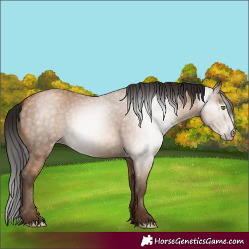 Horse Color:Gray Amber Champagne 