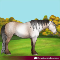 Horse Color:Gray Amber Champagne 