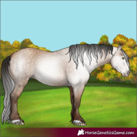 Horse Color:Gray Amber Champagne 