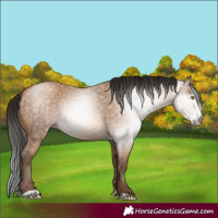 Horse Color:Gray Amber Champagne 