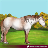 Horse Color:Gray Gold Champagne 