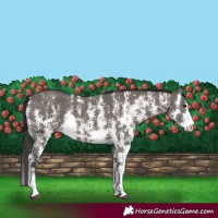 Horse Color:Smoky Grullo Sabino Rabicano 