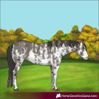 Horse Color:Smoky Grullo Sabino Rabicano 
