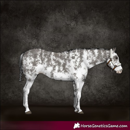 Horse Color:Grullo Sabino Rabicano 