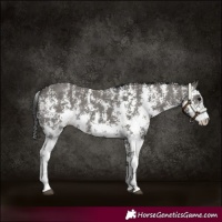 Horse Color:Grullo Sabino Rabicano 