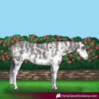 Horse Color:Grullo Sabino Rabicano 