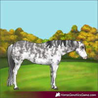 Horse Color:Grullo Sabino Rabicano 